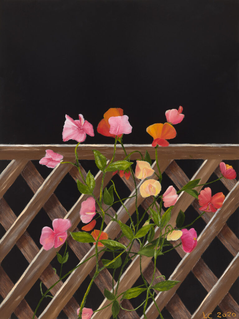 Maleri-af-ærteblomster-på-stakit